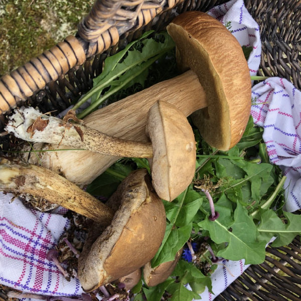 Wildplukken op Terschelling