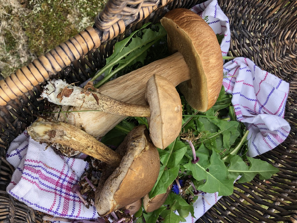 Wildplukken op Terschelling
