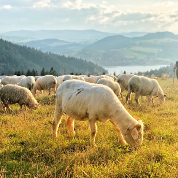 Herder met een kudde schapen in het avondlicht