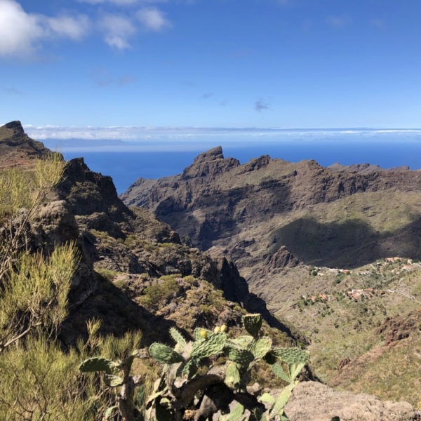 Cactussen op de berg in Tenerife