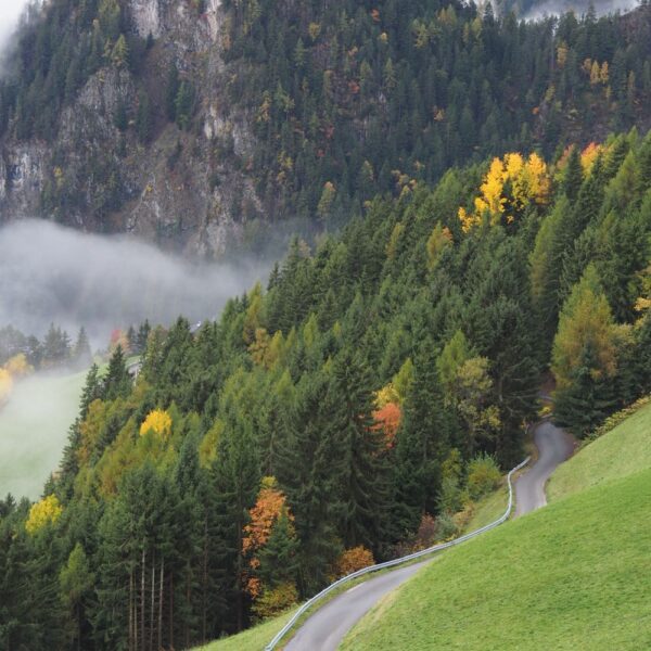 Uitzicht over de bossen op de berg