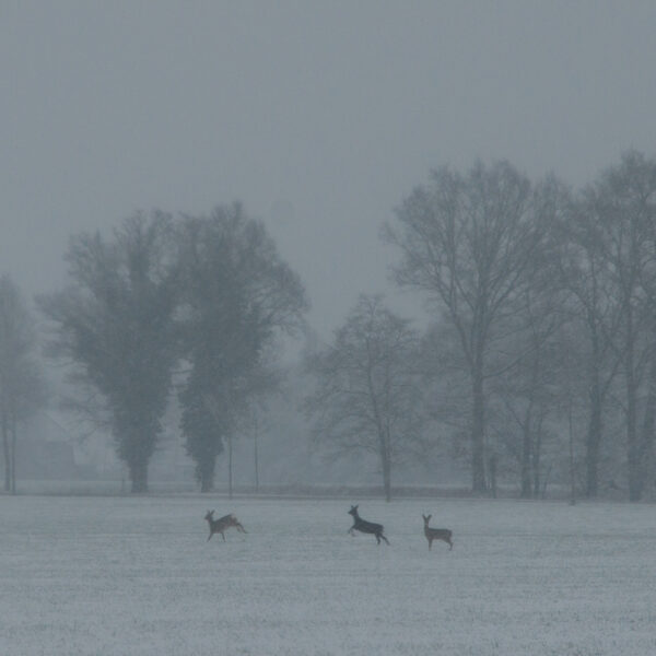 Hertjes rennen door de sneeuw