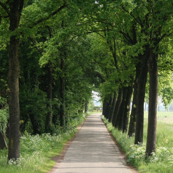 Lange oprijlaan