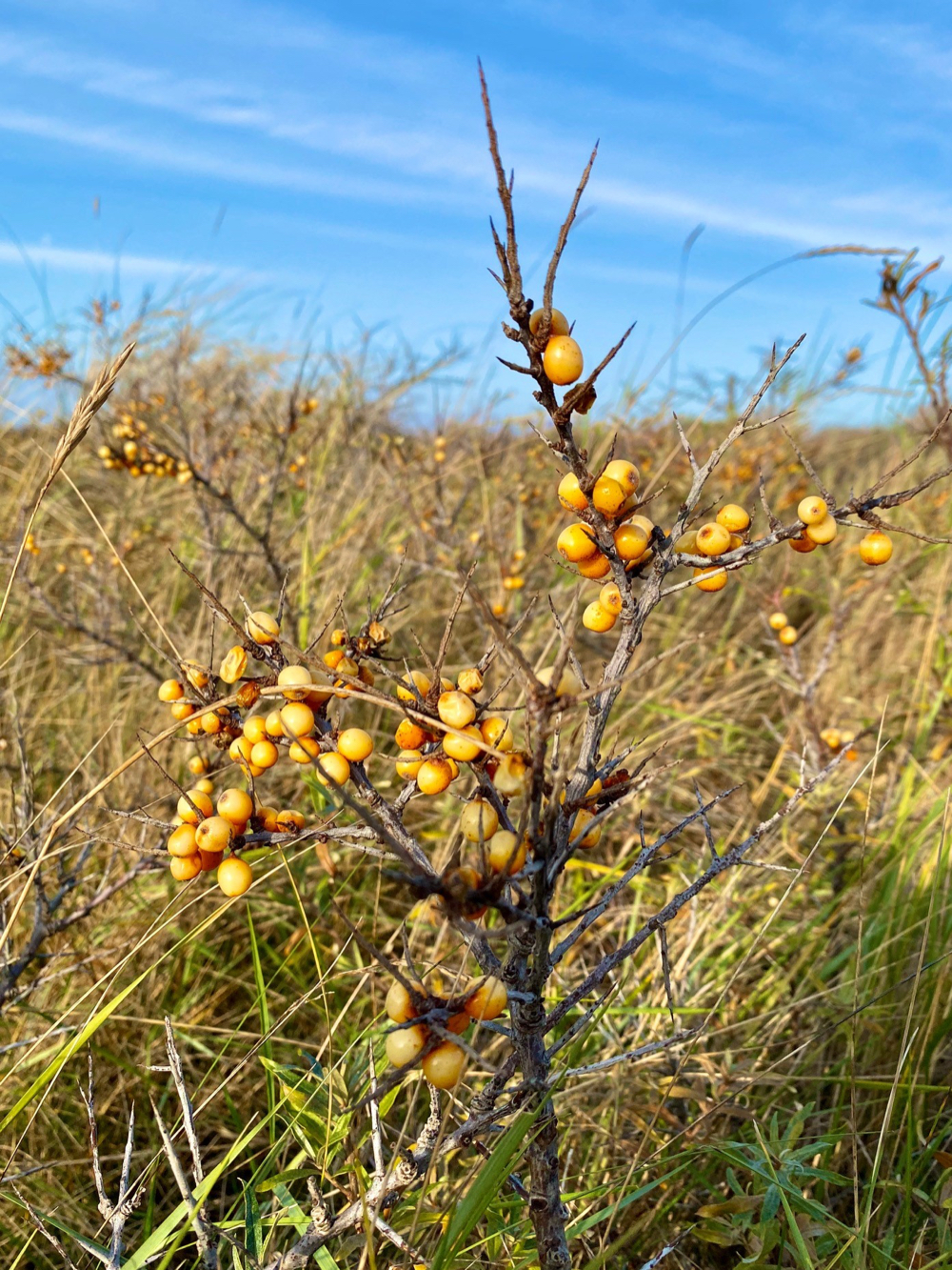 Besjes in de duinen