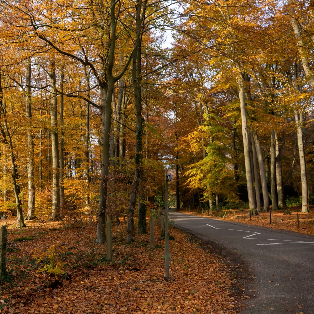 Herfstkleuren in het bos