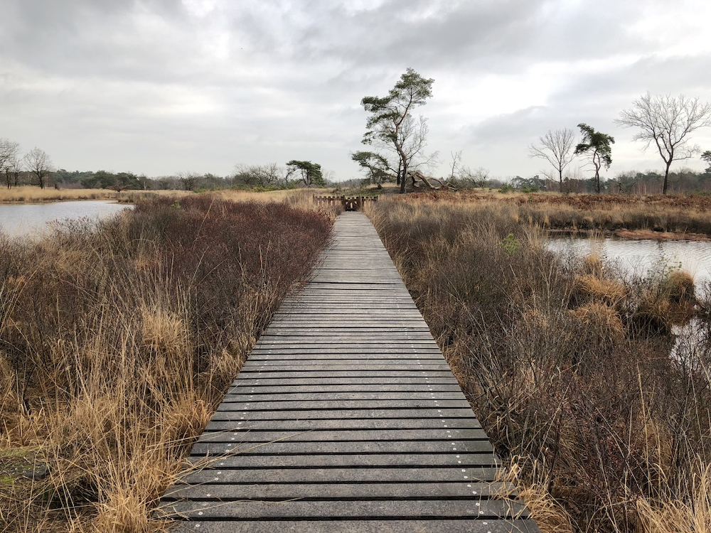 Vlonderpad in natuurgebied