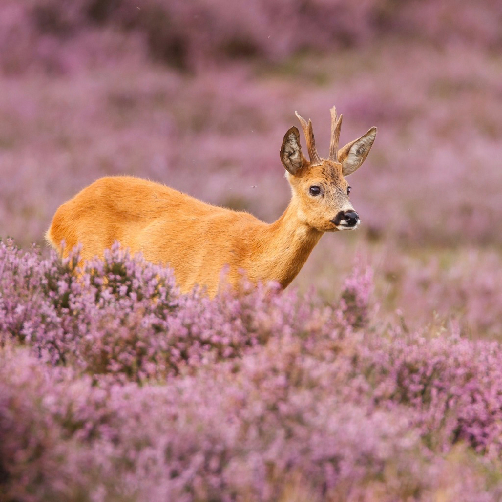Ree tussen de paarse heide