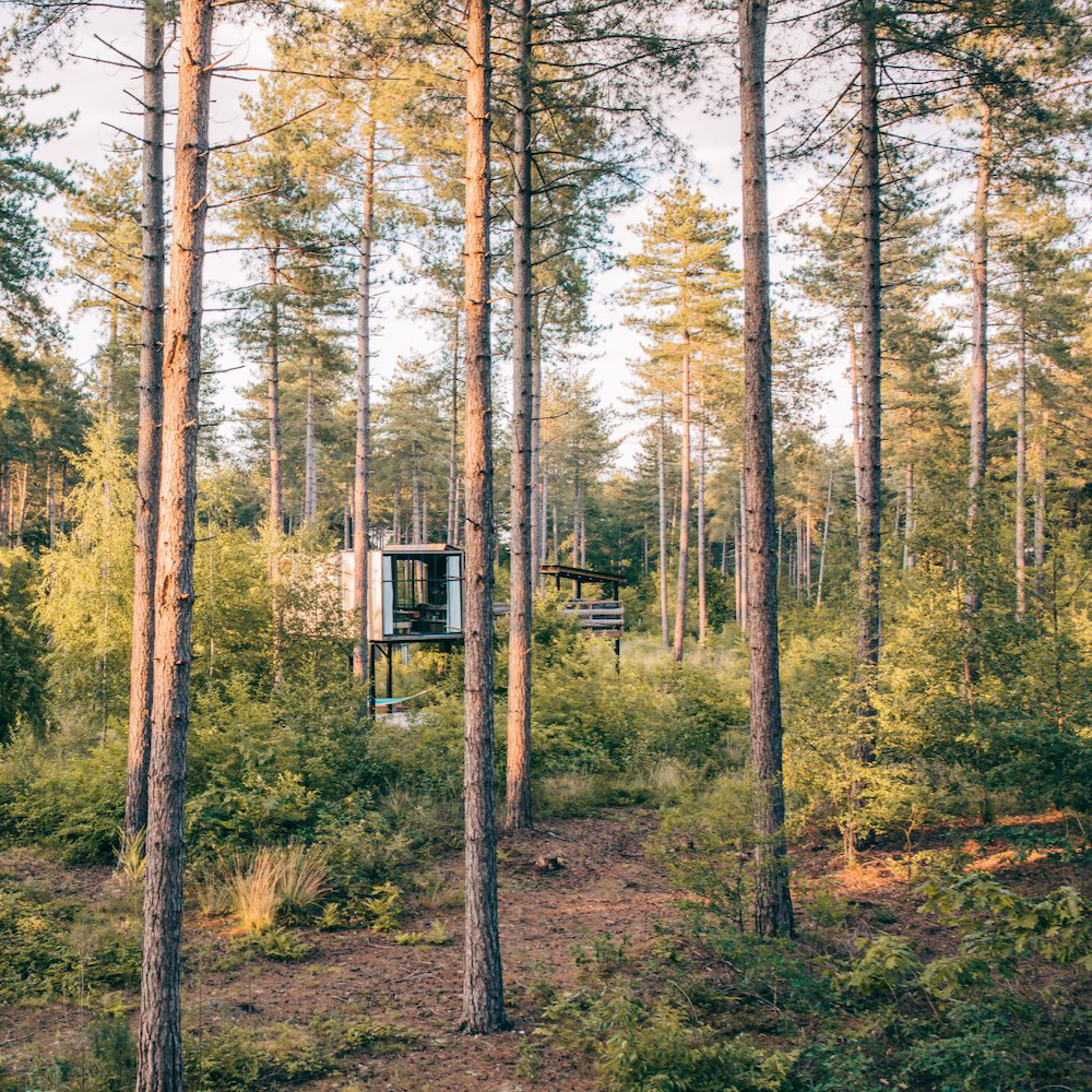 Boomhut in het dennenbos