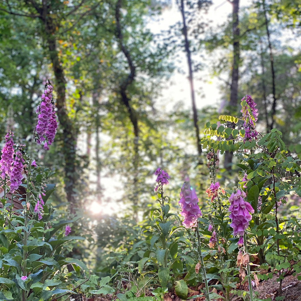 Bloeiend vingerhoedskruid in het bos
