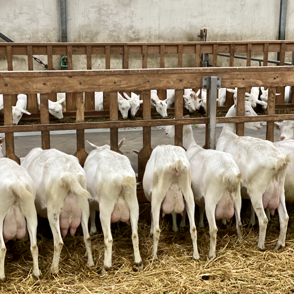 Geitenboerderij met landwinkel en speeltuin in Ouddorp