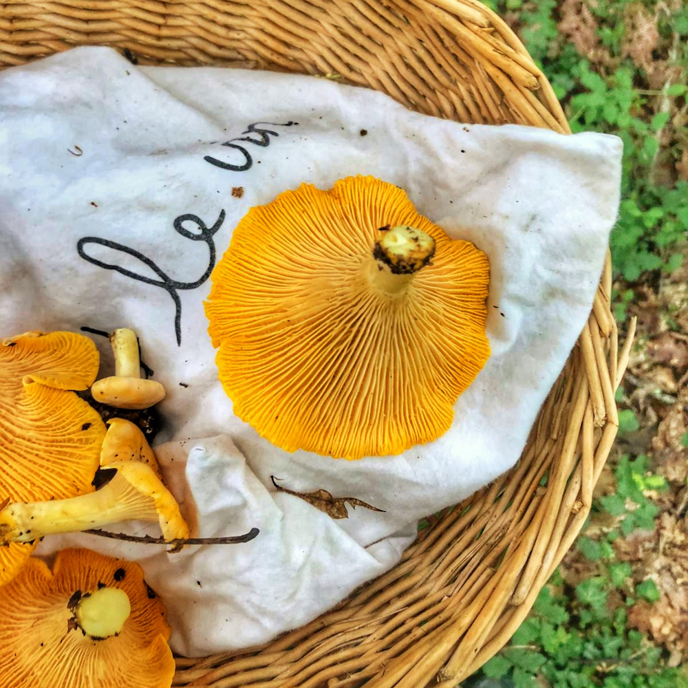 Paddenstoelen plukken met een mand