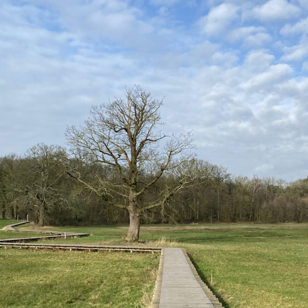 Vlonderpad in het Renkums Beekdal
