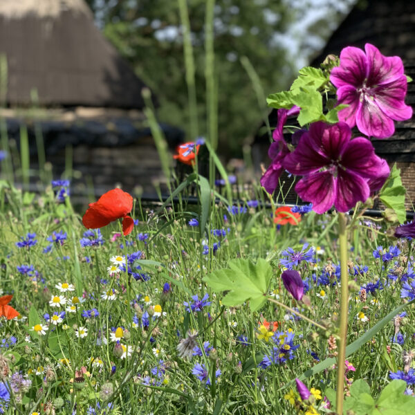 Bloemenweide bij het hotel