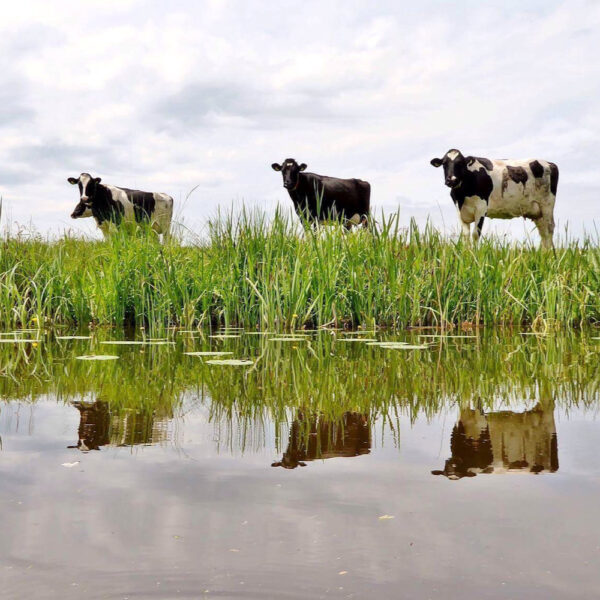 Koeien op een rij aan de waterkant