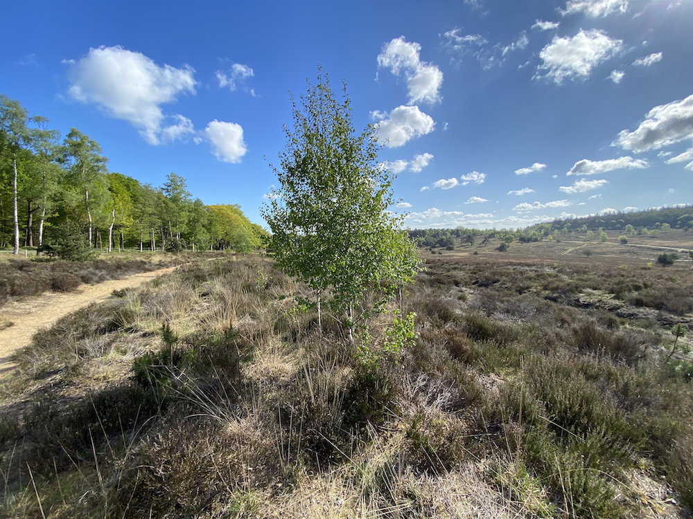 Het bos met heide op de Veluwe, prachtig wandelgebied