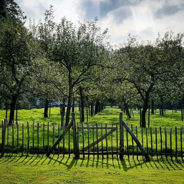 Boomgaard met fruitbomen