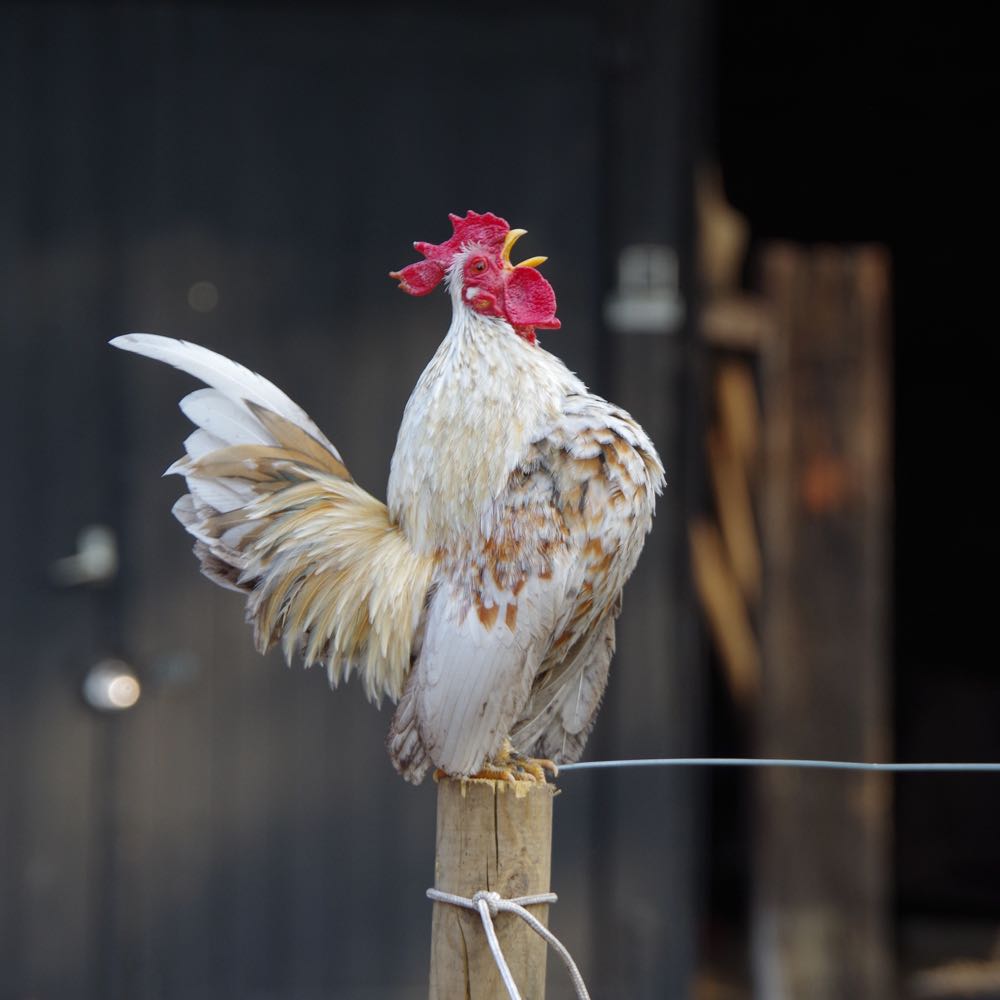 Kraaiende haal op een paaltje