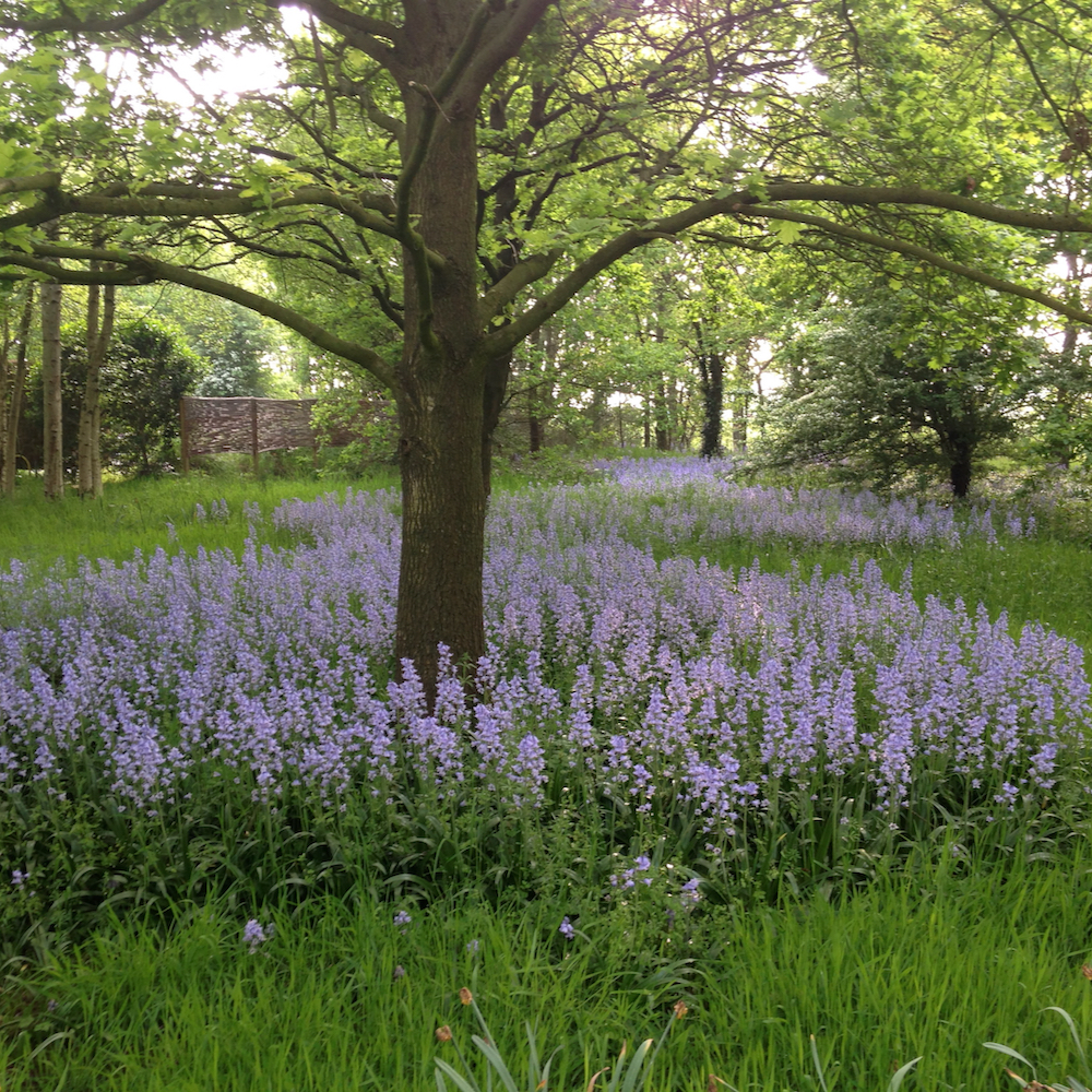 Paarse bloemenvelden