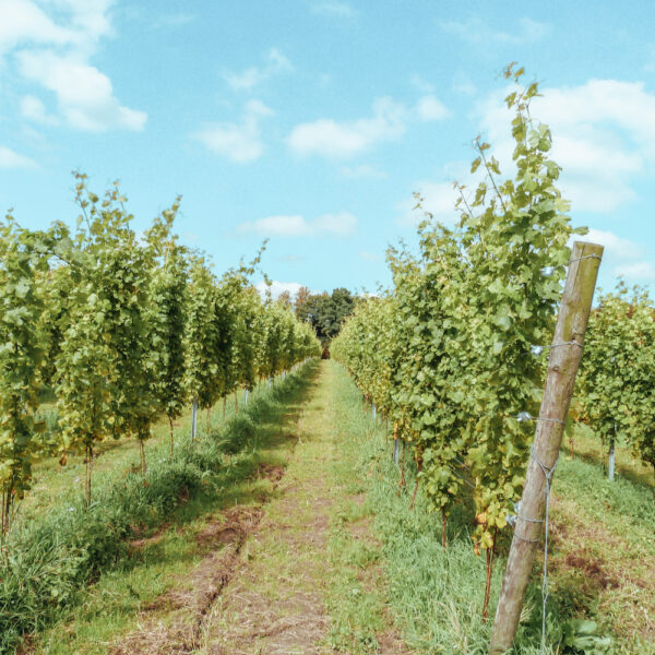 Wijngaard met wijnranken