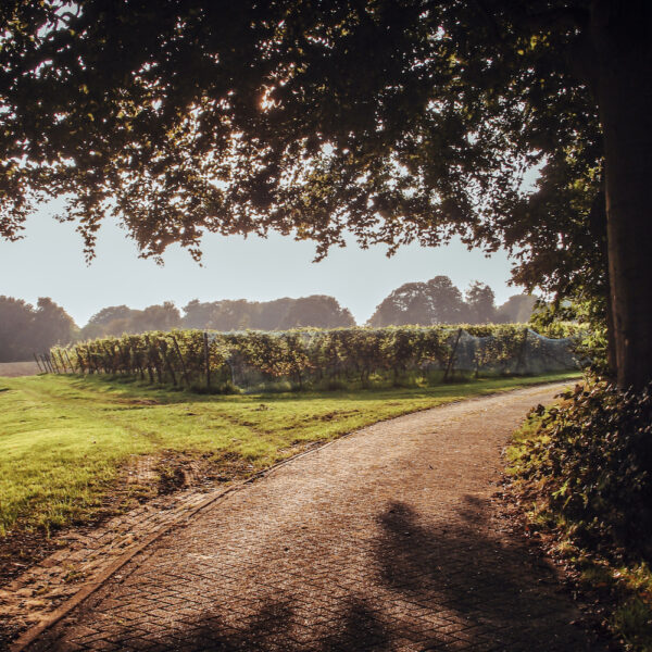 Oprijlaan naar het wijnterras in de wijngaard
