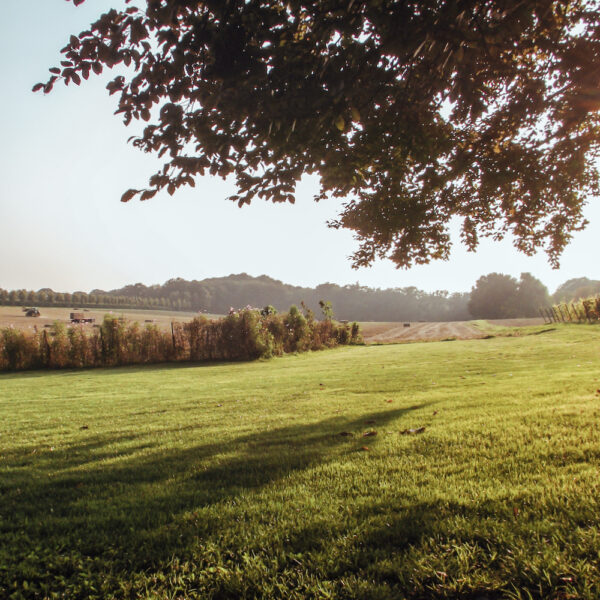 Wijngaard in Berg en Dal