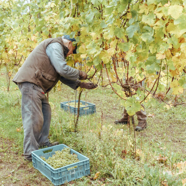 Wijn plukken in Berg en Dal