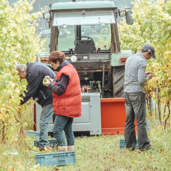 Wijn plukken
