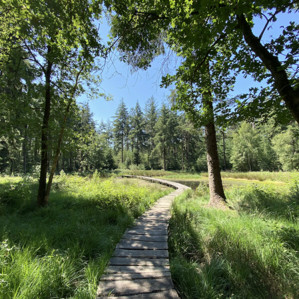 Vlonderpad door de bossen