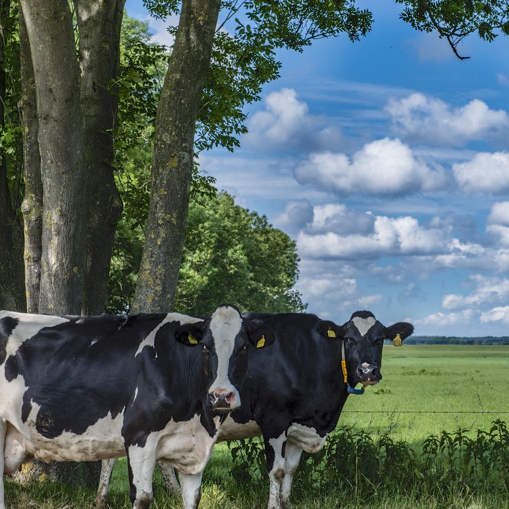 Koeien onder een Hollandse wolkenlucht