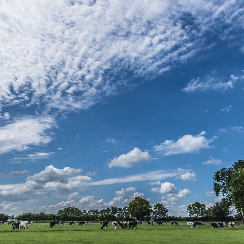 Hollands weideland met koeien