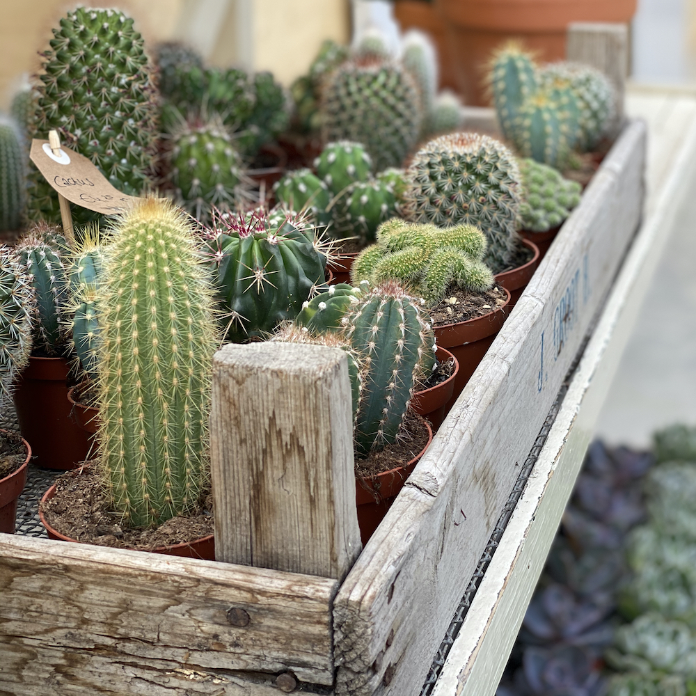 Kistje vol cactussen