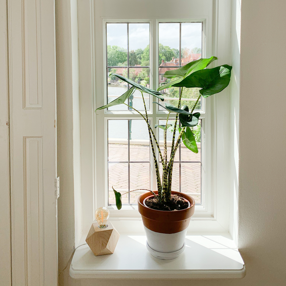 Plant in de hal in het vakantiehuis