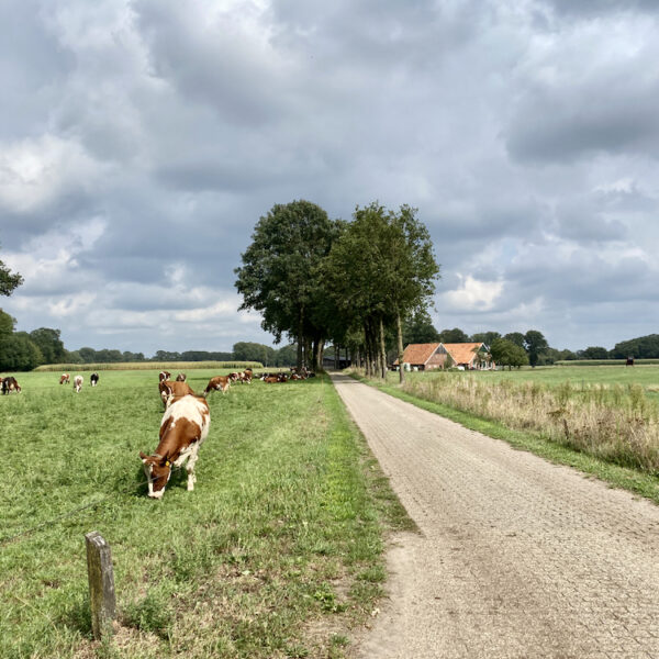 Oprijlaan naar een boerderij met koeien in de wei