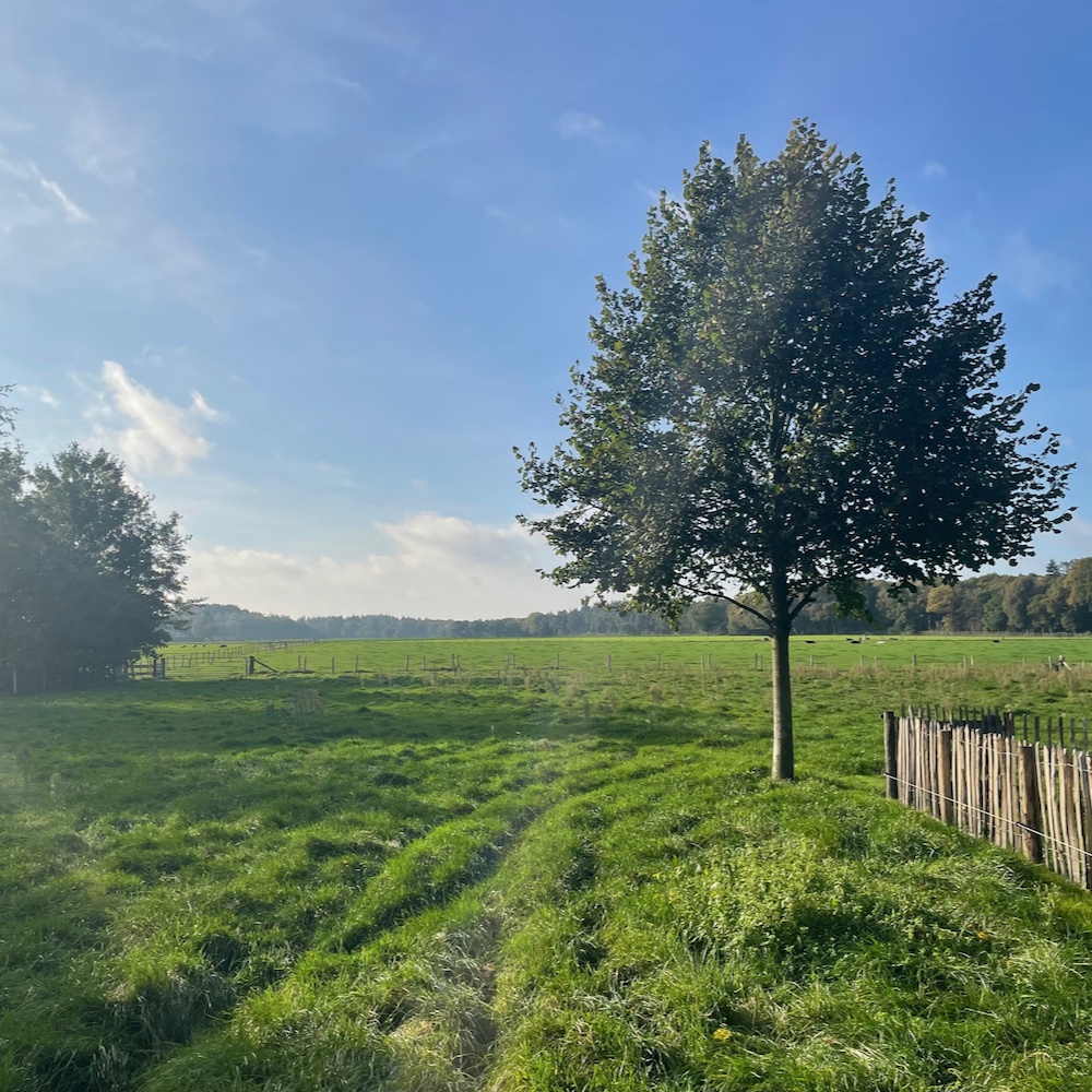 Uitzicht over de weilanden en bossen vanuit het vakantiehuis