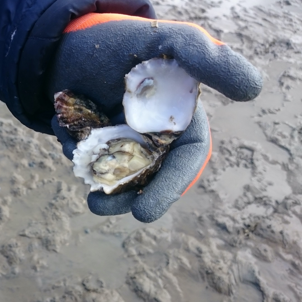 Oesters op Texel