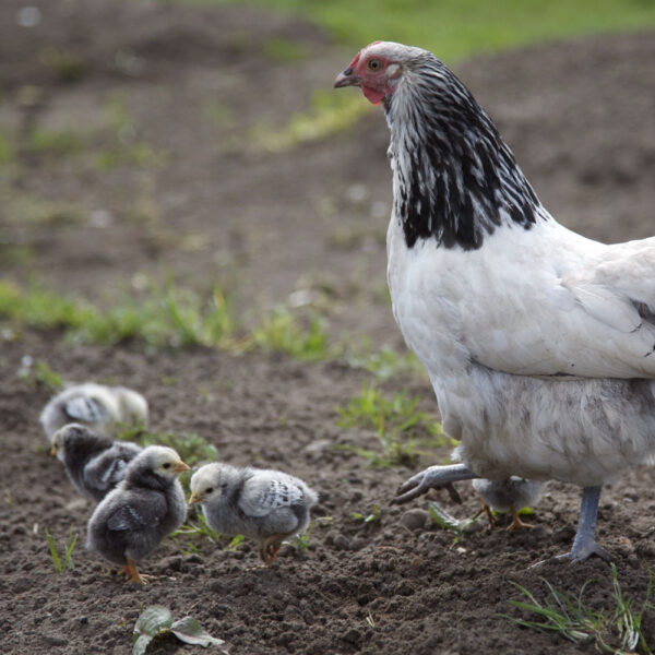 Kip met kuikens