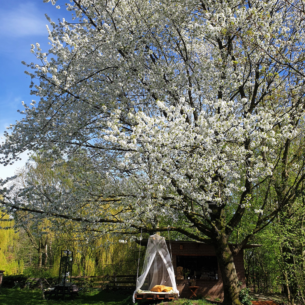Ligbed met klamboe onder een boom vol bloesem