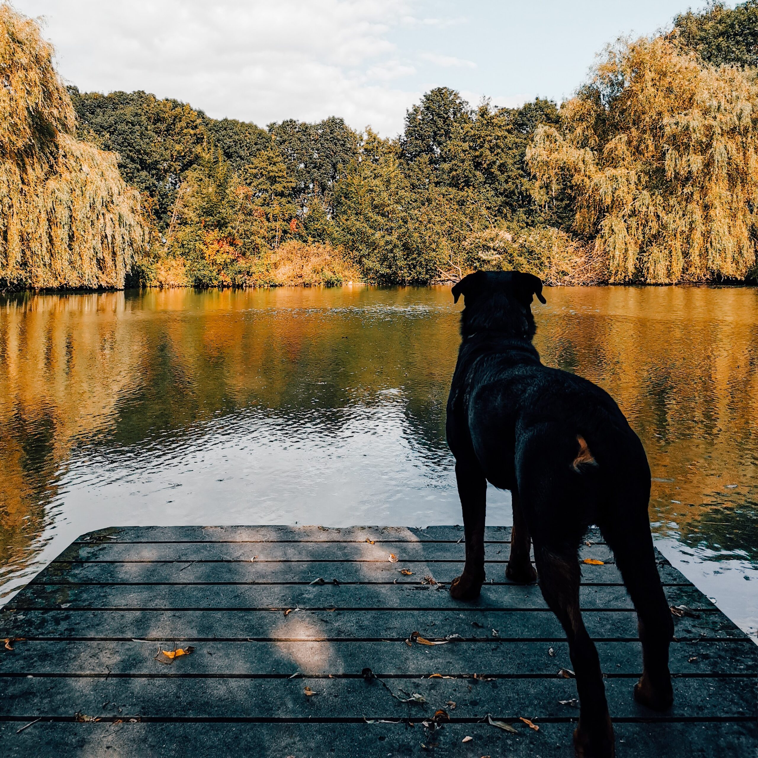 Hond op de steiger in de omgeving van de Acherhoek