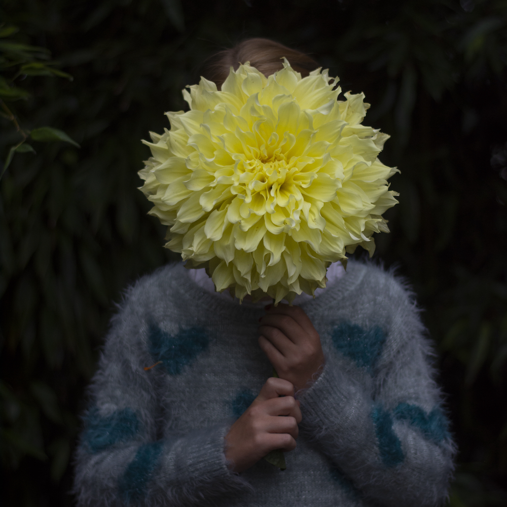 Een bloem zo groot als een gezicht