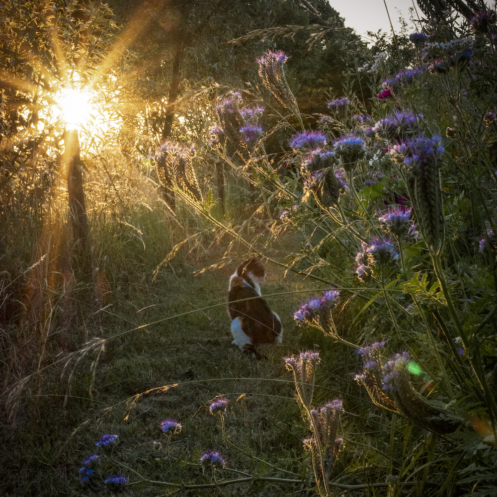 Zonsopgang in de tuin