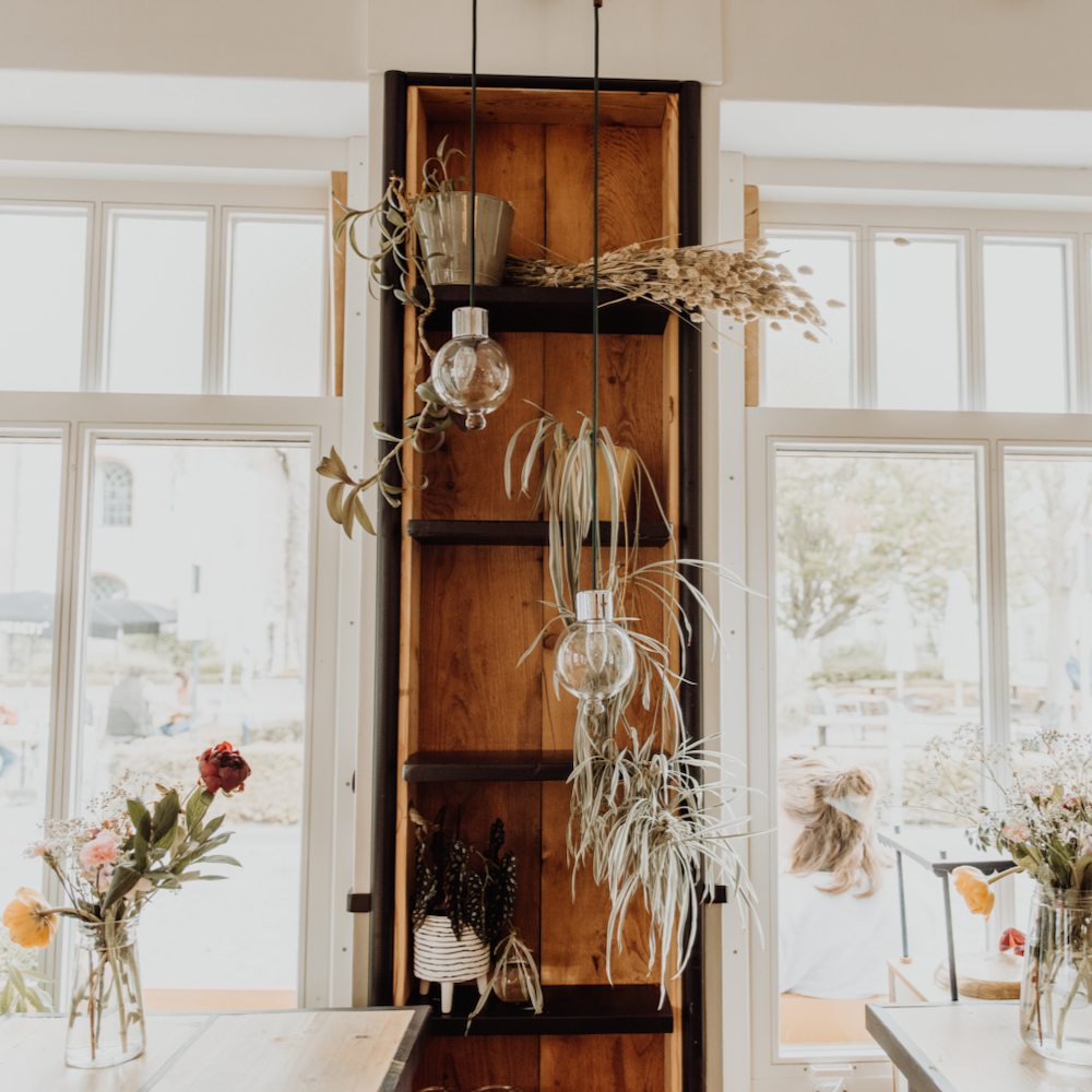 Planten aan de wand en het plafond in Groede
