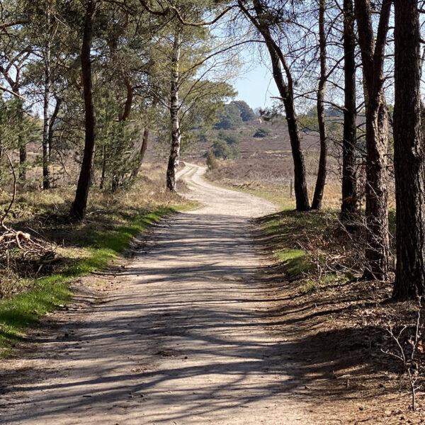 Bossen en duinen in de Sallandse Heuvelrug