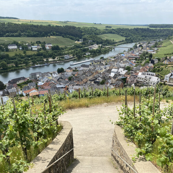 Wijngaarden langs de Moezel