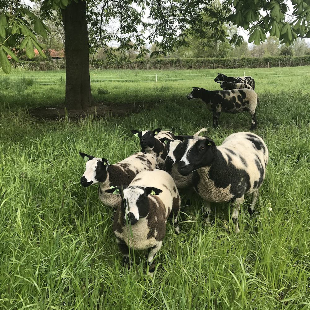 Schapen in de weide bij het vakantiehuis