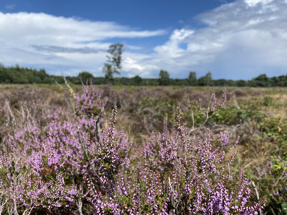 Bloeiende heide in Brabant