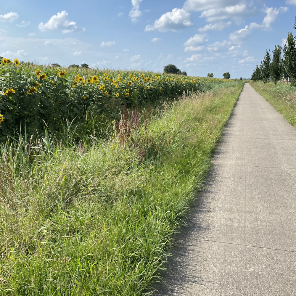 Fietsen door de natuur en langs de zonnebloemen.