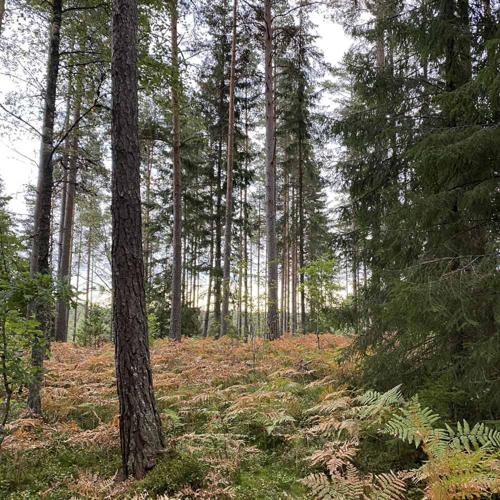 Wandelen door de Zweedse bossen