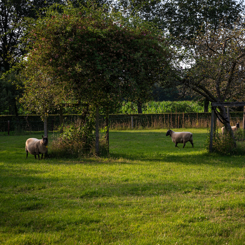 Schapen in de tuin bij een vakantiehuis in Erpe