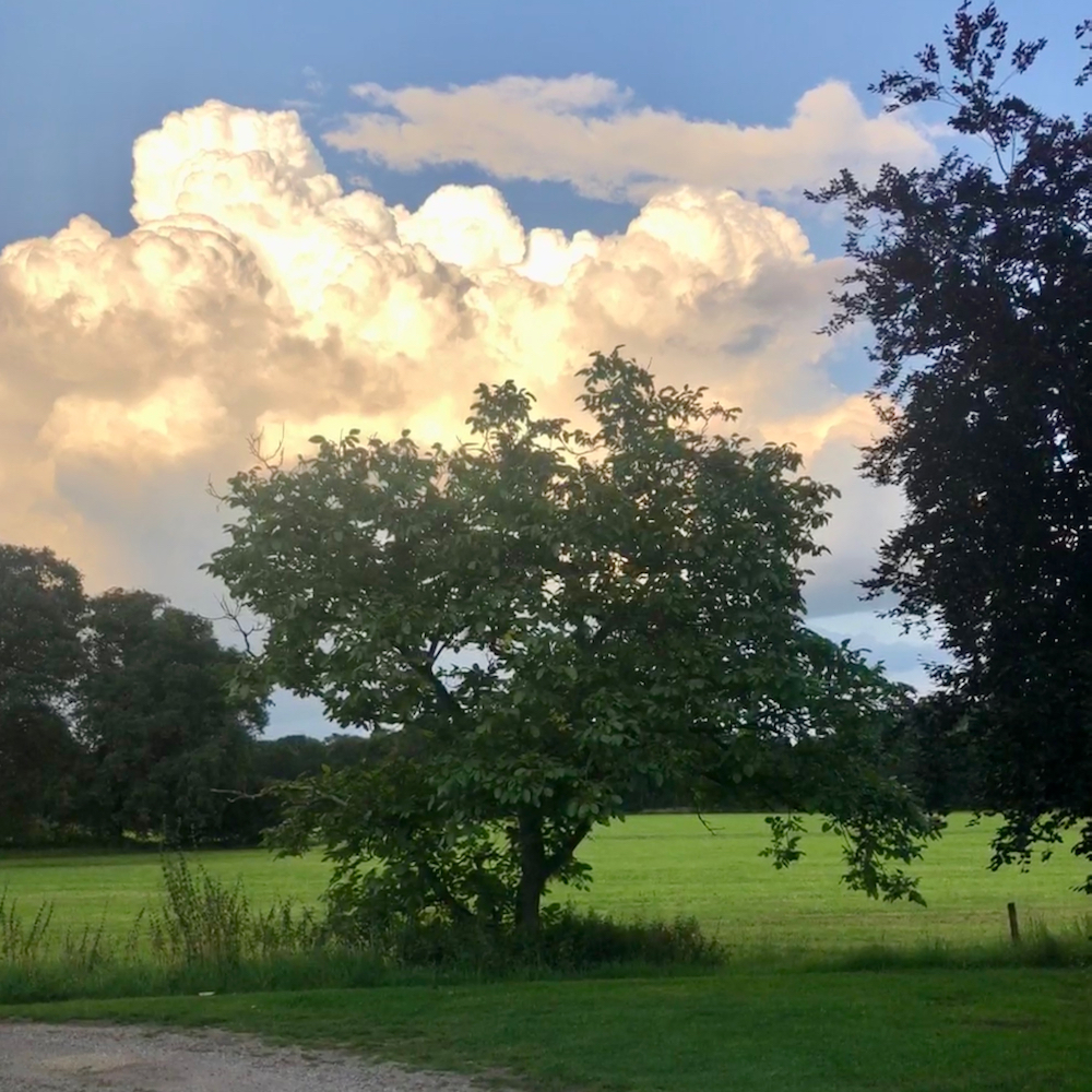 Uitzicht van een vakantiehuis in Gelderland