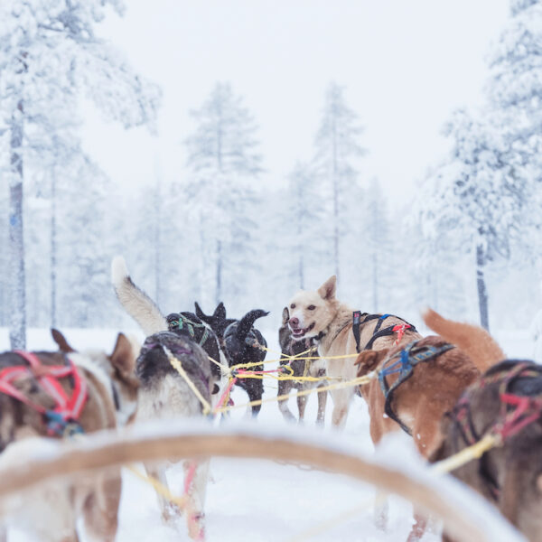 Hondensleetocht tijdens de wintersport in Dalarna